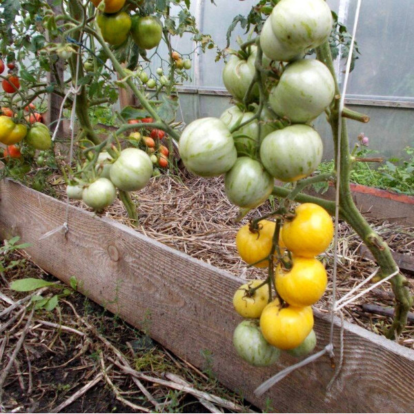Tomato seeds «White zebra»