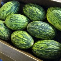 Melon seeds «Piel de Sapo»