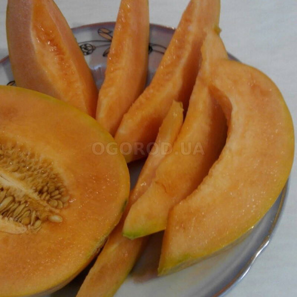 Melon seeds «Cantaloupe»