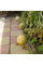 Melon seeds «Cantaloupe»