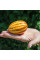 Melon seeds «Gift from Ho Chi Minh Grandpa»