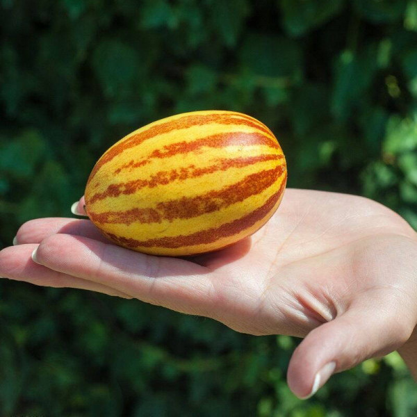 Melon seeds «Gift from Ho Chi Minh Grandpa»
