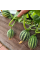Melon seeds «Gift from Ho Chi Minh Grandpa»