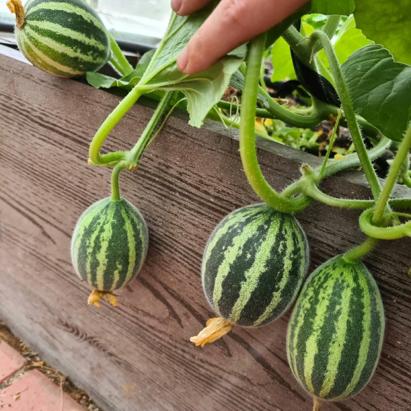 Melon seeds «Gift from Ho Chi Minh Grandpa»