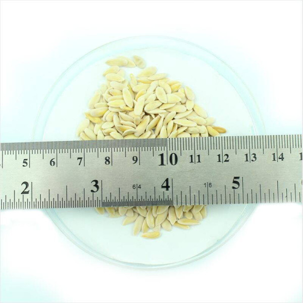 Melon seeds «Gift from Ho Chi Minh Grandpa»