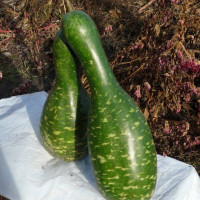 Calabash seeds «Bear»