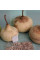 Calabash seeds «Tobacco Box»