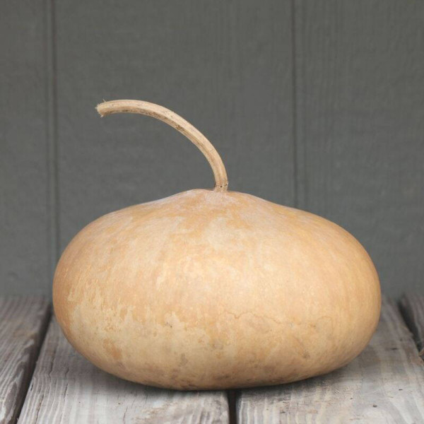 Calabash seeds «Tobacco Box»