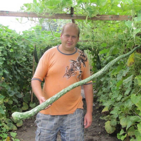 Calabash seeds «Bright snake»