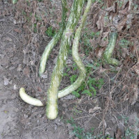 Calabash seeds «Bright snake»