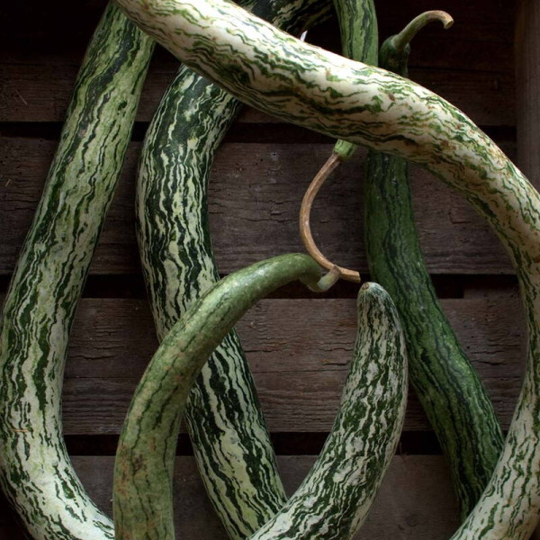 Calabash seeds «Bright snake»