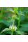 Horehound common seeds