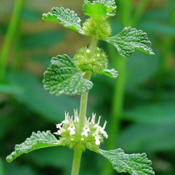 Horehound common seeds