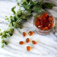 Horehound common seeds