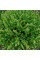 Horehound common seeds