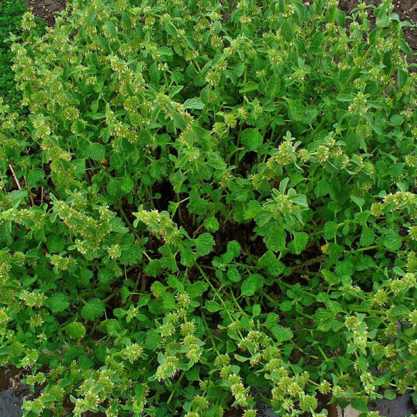 Horehound common seeds