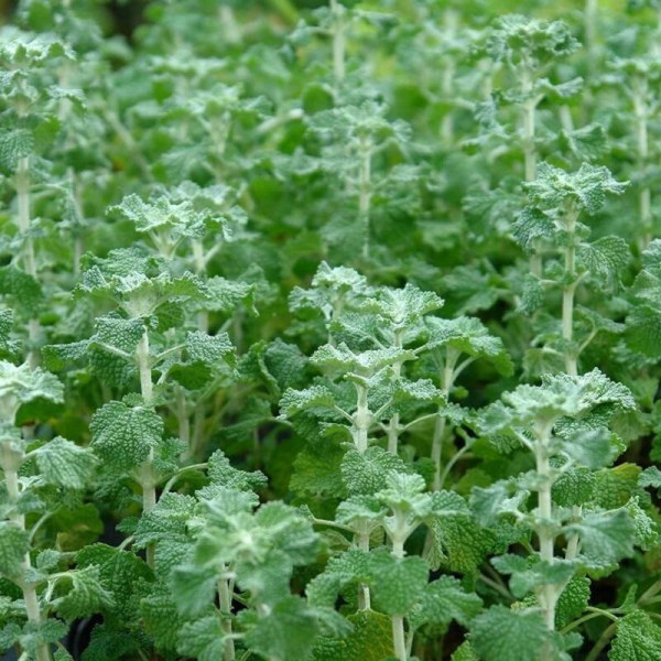 Horehound common seeds