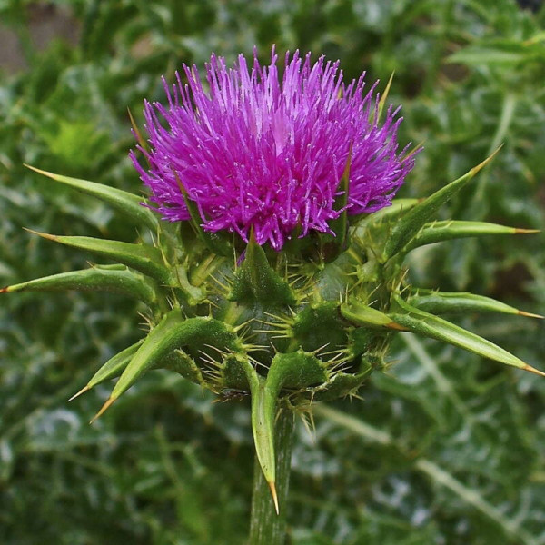 Насіння розторопші культурної