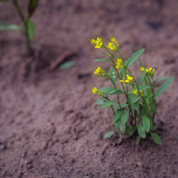 Treacle mustard seeds «Solar»