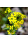 Treacle mustard seeds «Solar»