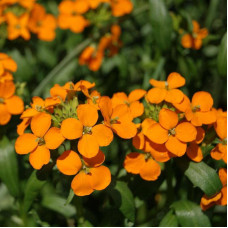 Treacle mustard seeds «Father's memory»