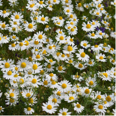 Chamomile seeds «Pearl of the forest steppe»