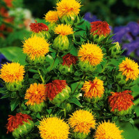 Safflower seeds «Solar»