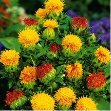 Safflower seeds «Solar»