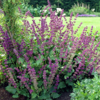 Whorled sage seeds
