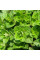 Oregano seeds «Oranta»