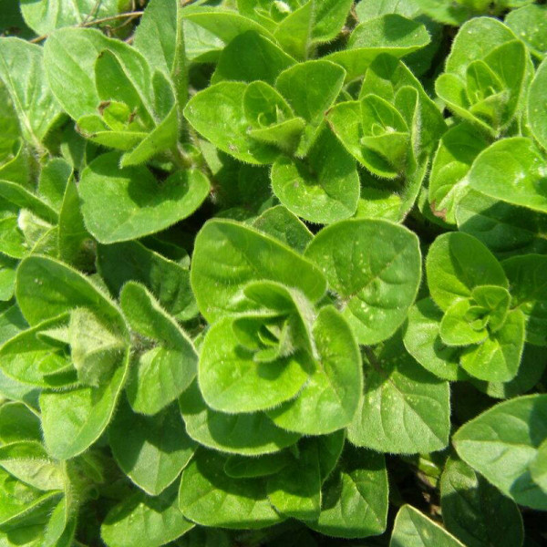 Oregano seeds «Oranta»