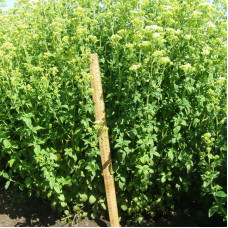 Oregano seeds «Oranta»