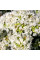 Oregano seeds «Oranta»