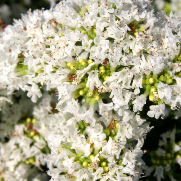 Oregano seeds «Oranta»