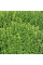 Oregano seeds «Oranta»