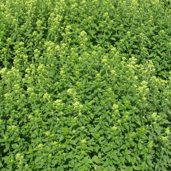 Oregano seeds «Oranta»