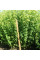 Oregano seeds «Oranta»