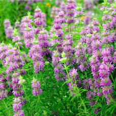 Monarda seeds «Lemon mint»