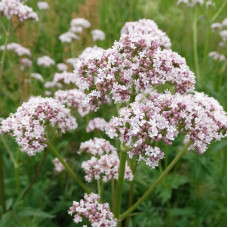 Valerian seeds «Ukraine»