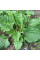 Plantain greater seeds «Poltava»