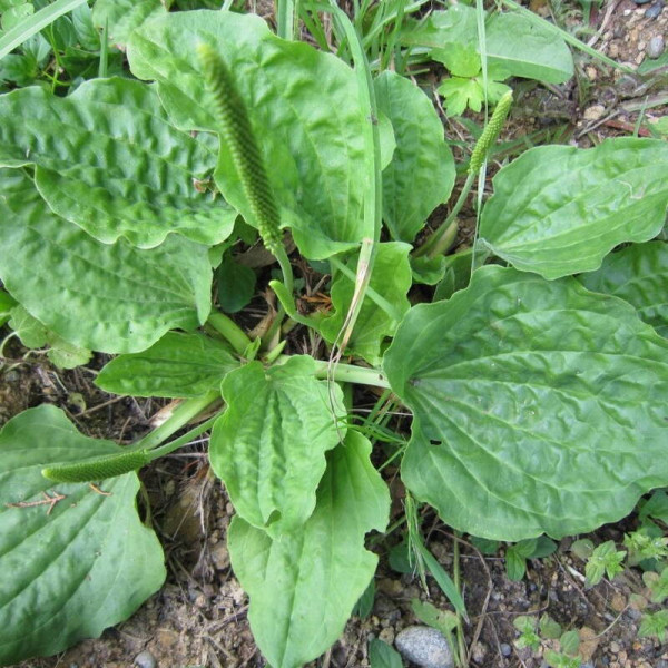 Plantain greater seeds «Poltava»