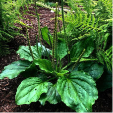 Plantain greater seeds «Poltava»
