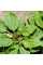 Plantain greater seeds «Poltava»