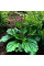 Plantain greater seeds «Poltava»