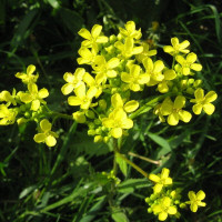Насіння свербиги східної