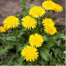 Dandelion seeds