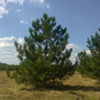 Семена сосны крымской