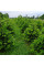Fir Nordmann seeds