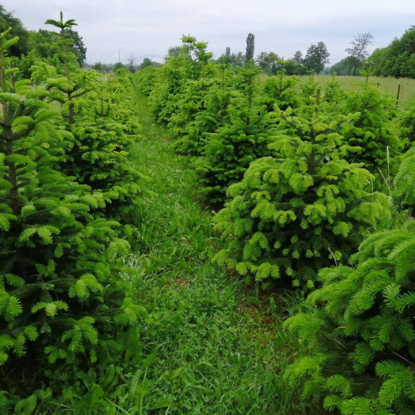 Fir Nordmann seeds