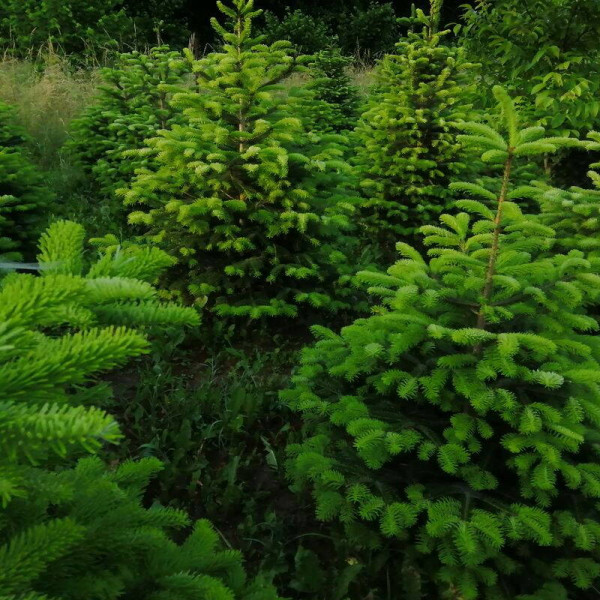 Fir Nordmann seeds
